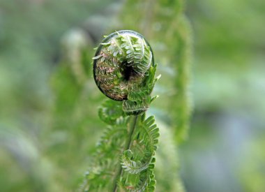 Ostrich Fern clipart