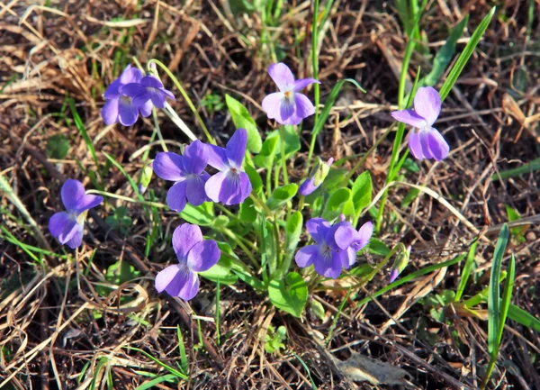 Violets in a meadow — Stock Photo, Image