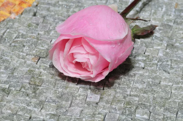 Rosa rosa — Foto de Stock