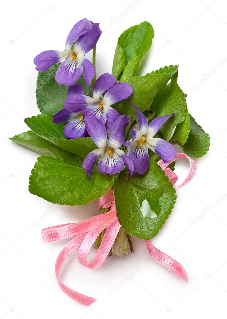 Bouquet of wild violets