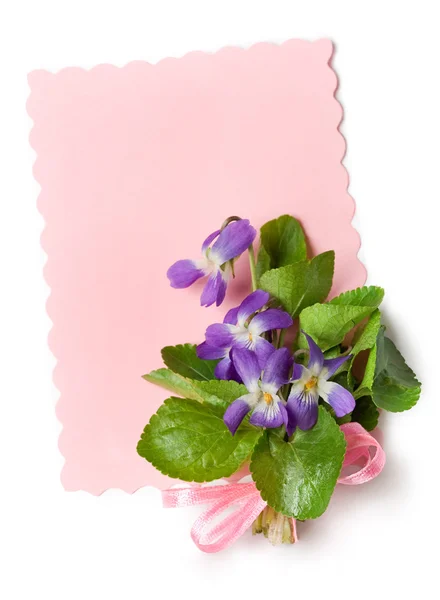 ピンクのリボンと紙に野生のスミレの花束 — ストック写真