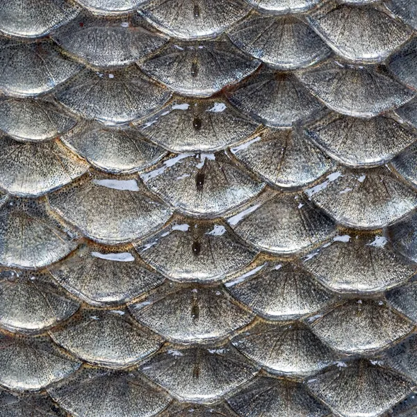 Бесшовный узор рыбных чешуек — стоковое фото