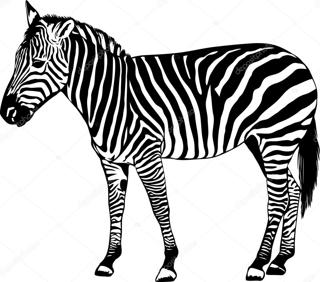 Download Zebra vector illustration — Stock Vector © Ziablik #8628042