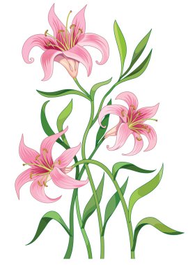 Lily flower clipart