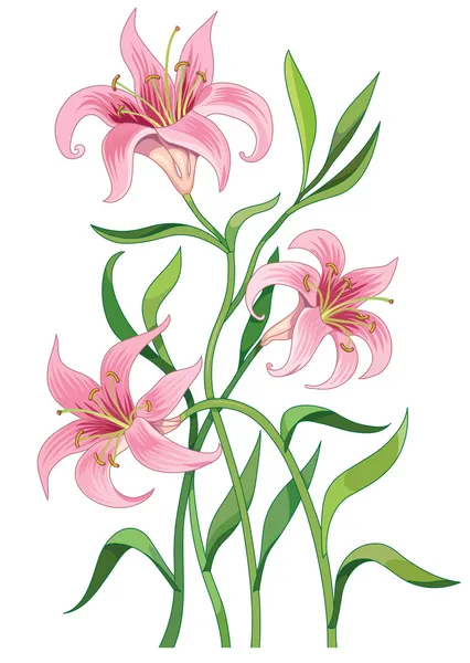 Квітка лілії — стоковий вектор
