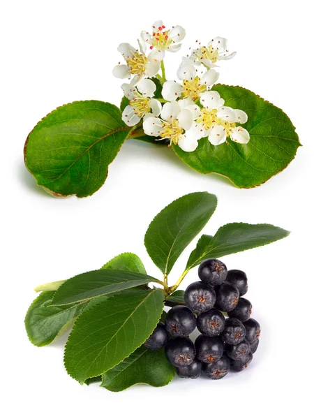 Chokeberry preto (Aronia melanocarpa) — Fotografia de Stock