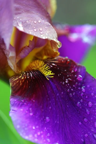 stock image Beautiful iris