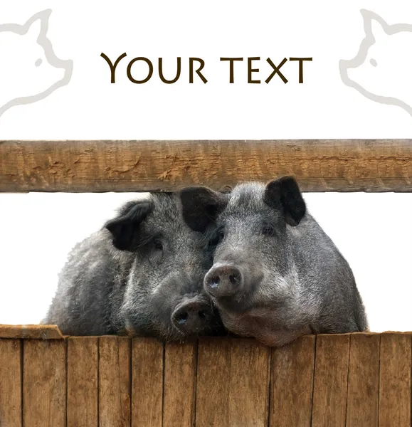 Schweine-Paar — Stockfoto