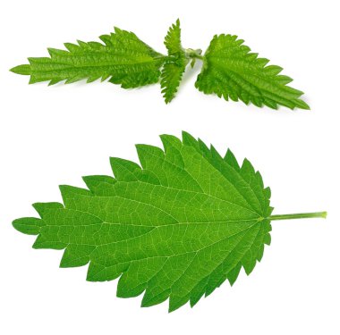 Nettle leaf and branch clipart