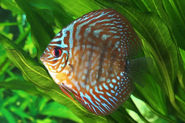 Symphysodon 원반던지기 물고기 — 스톡 사진