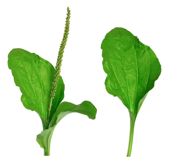 Μεγαλύτερη plantain, (plantago μεγάλες ή "βότανο του στρατιώτη") — Φωτογραφία Αρχείου