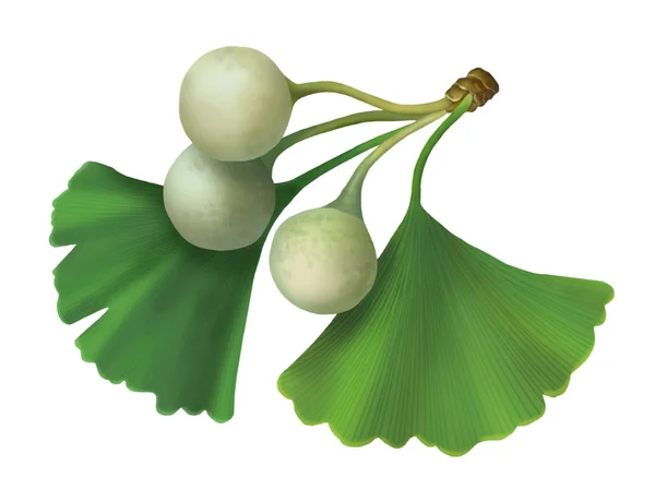 Ginkgo biloba (Maidenhair Tree) ilustração — Fotografia de Stock