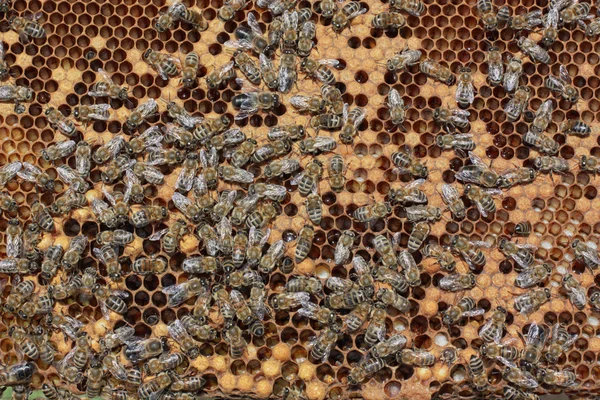 stock image Bees working