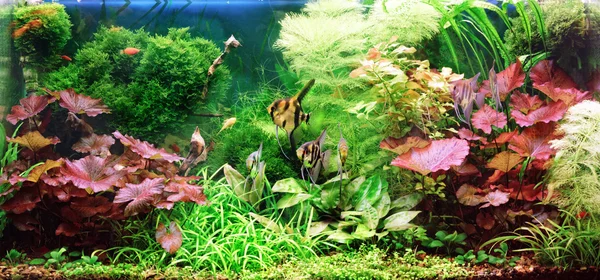 Decoratieve aquarium — Stockfoto