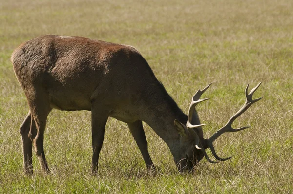 stock image Young Deer in the Meadow