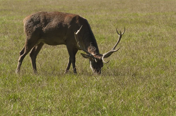 Stock image Young Deer in the Meadow