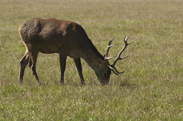 stock image Young Deer in the Meadow