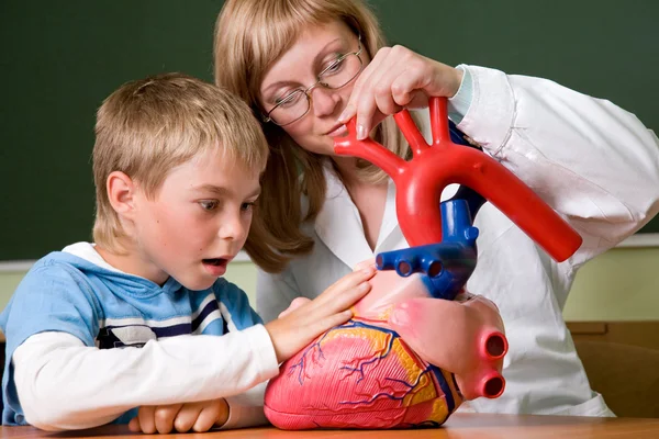 Orvos iskolás és a szív modell — Stock Fotó