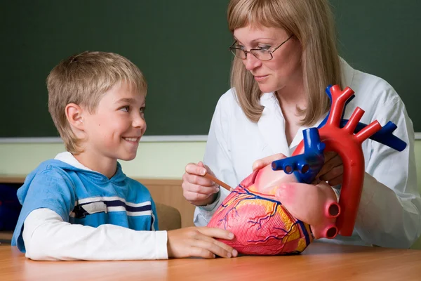 医生的小学生和心脏模型 — 图库照片