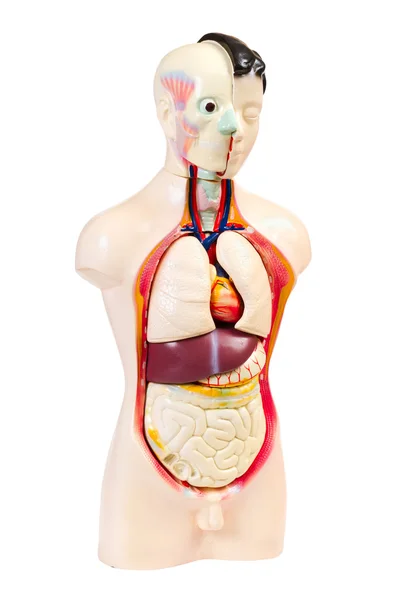 stock image Human anatomy model