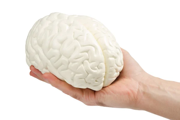 stock image Human brain