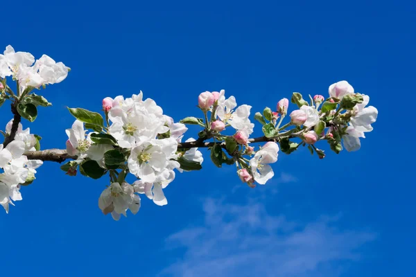 Bloeiende appelboom — Stockfoto