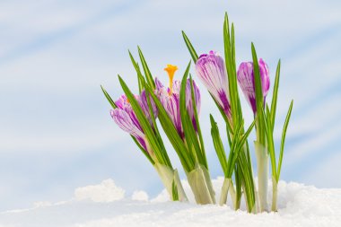 Spring flowers, crocus in the snow