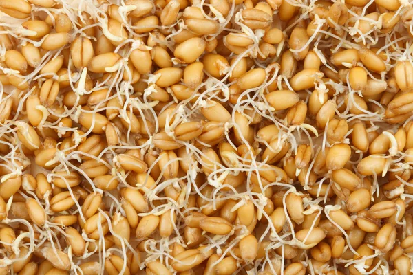 Насіння проросли борошно пшеничне — стокове фото