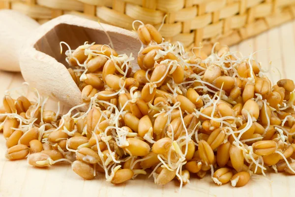 Пророщене насіння пшениці з дерев'яною ложечкою на столі — стокове фото