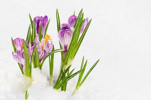 Jarní květiny, crocus ve sněhu — Stock fotografie