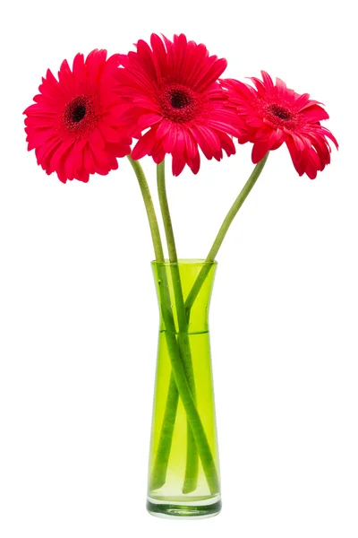 Three red Gerber flowers, gerbera daisies in green vase — Stock Photo, Image