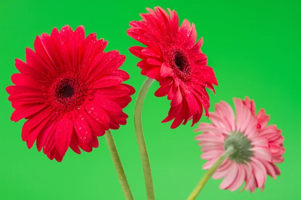 Three red Gerber flowers, gerbera daisies on green — Stok fotoğraf