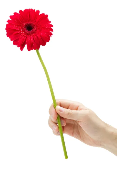 Hand holding rode gerber daisy — Stockfoto