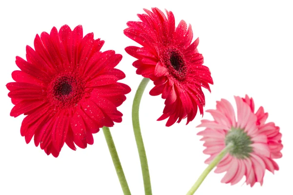 Three red Gerber flowers, gerbera daisies on white — Stock Photo, Image