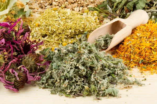 Ervas curativas na mesa de madeira, fitoterapia — Fotografia de Stock