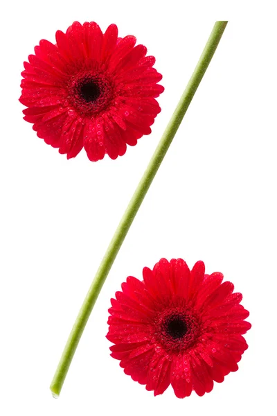 Procenttecken från gerbera daisy blommor — Stockfoto