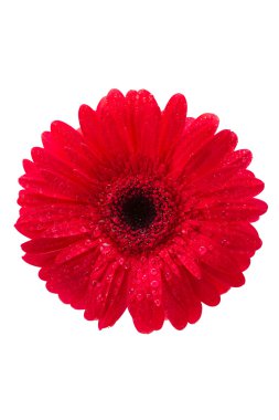 izole gerber, kırmızı gerbera daisy, üstten görünüm