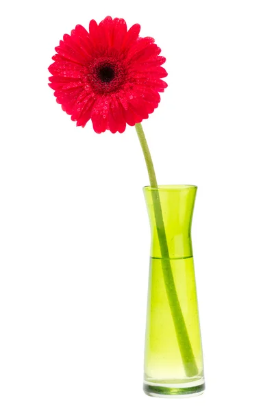 Red Gerber flower, one gerbera daisy in green vase — Stock Photo, Image