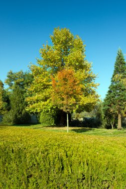 Güzel park