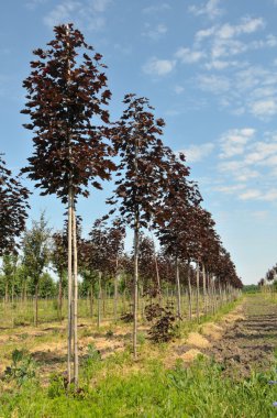 Maples ağaçlar satırları