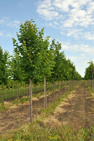 stock image Rows of Linden-tree