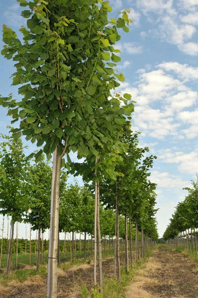 Linhas de linden-tree — Fotografia de Stock