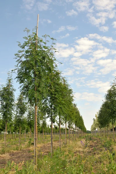 Rowan-árvore em uma fileira — Fotografia de Stock