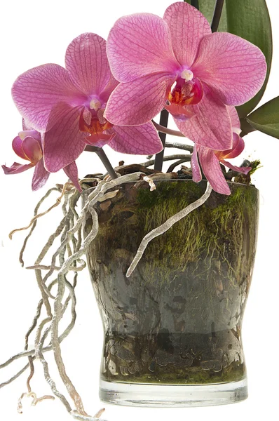 stock image Orchid glass jar