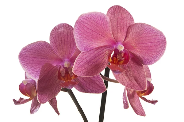 stock image Orchid flowers