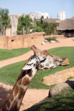 zürafa biopark Valencia