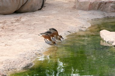 küçük ördek biopark Valencia