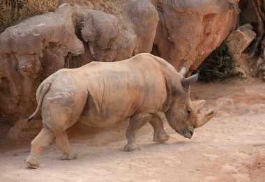 Gergedan biopark Valencia