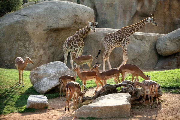 Жирафы и антилопы в биопарке Валенсии — стоковое фото