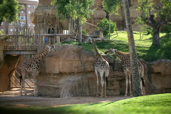 Жирафы в биопарке Валенсии — стоковое фото